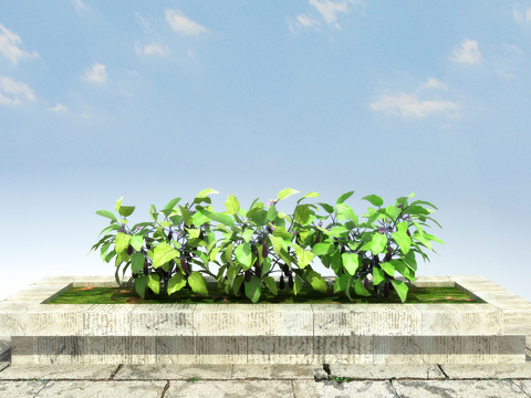 crop vegetable seedling eggplant