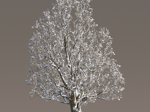 Snow Tree Snow Tree Snow Tree