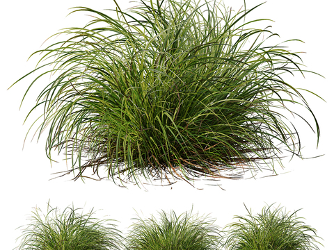 Modern sedge plant