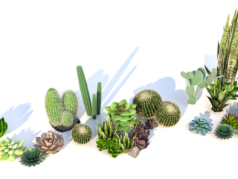 Cactus succulent plants flowers and plants