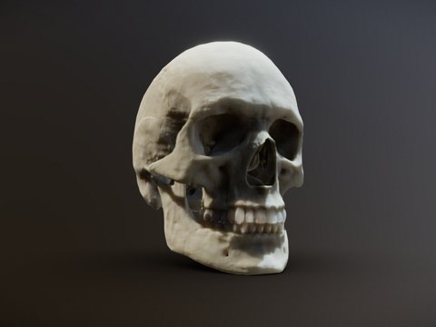 human skull skull