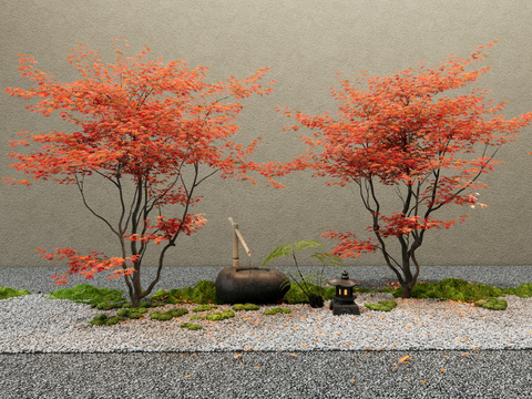 Japanese Red Maple Landscape