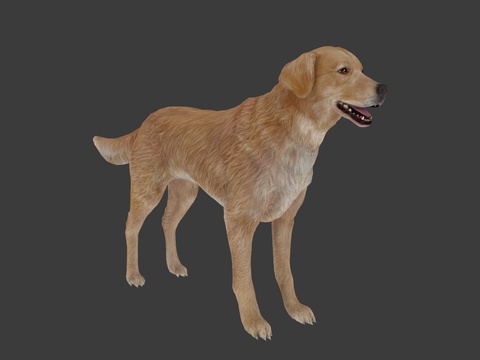 modern golden retriever