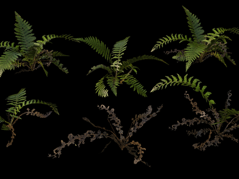 Wild plants Ferns