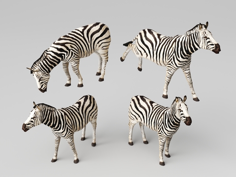 Zebra