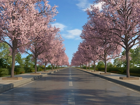 Sakura Tree Highway