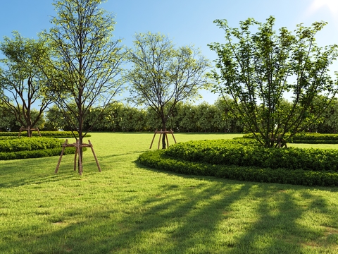 Garden Landscape Hedge Shrub Lawn