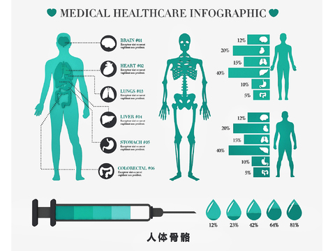 Human Organ Bone Blood Vessel Medical Structure Drawing Medical Description Drawing