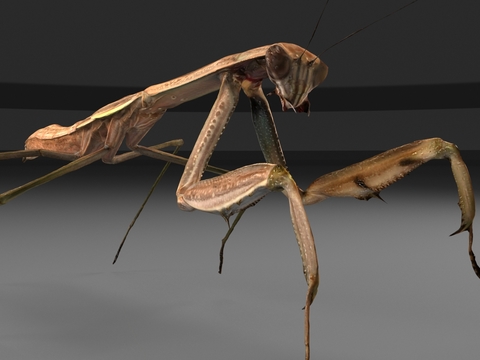 giant insect mantis mantis