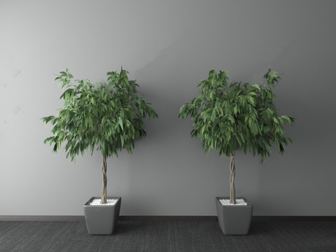 Modern rich tree potted plant