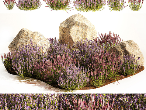 Lavender bushes