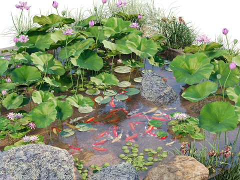 New Chinese Lotus Pond Koi Pond