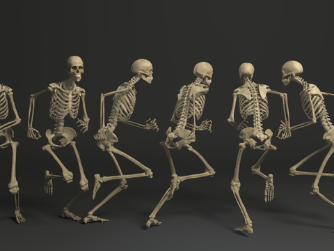 human skeleton skeleton