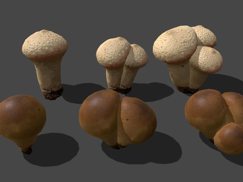 edible mushroom mushroom