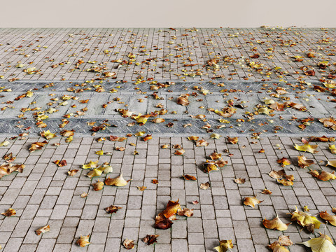 deciduous leaves dead leaves cement road