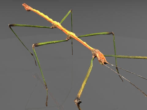 animal insect stick insect