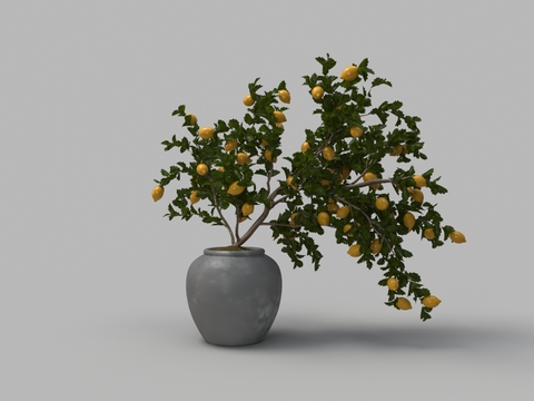 Green Planting Lemon Tree Potted Plant