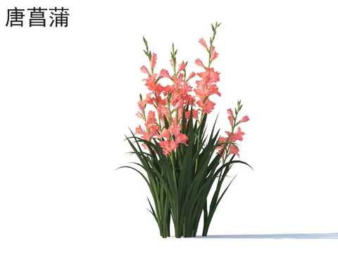 Gladiolus Plants Shrubs Plants