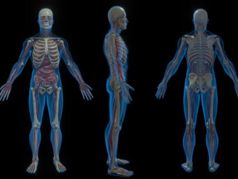 Medical Devices Human Structure