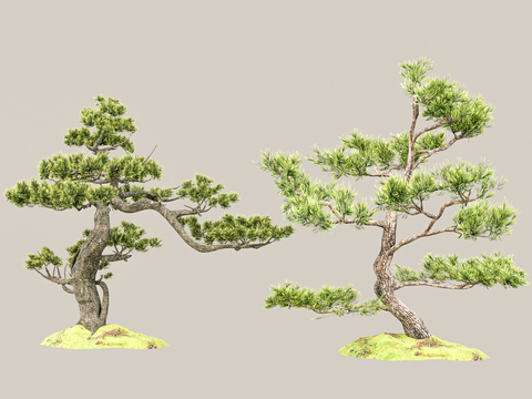 New Chinese Pine Luo Han Pine Welcome Pine