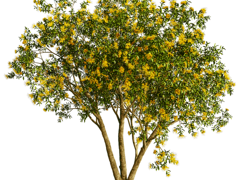 landscape tree shrub plant