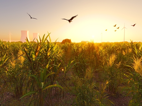 crops corn grain paddy field