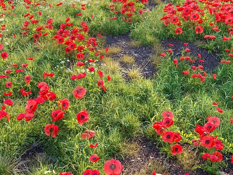 Poppy Flower Field