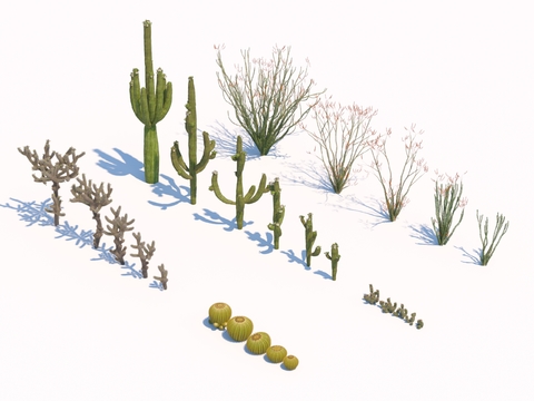 Desert Plant Cactus