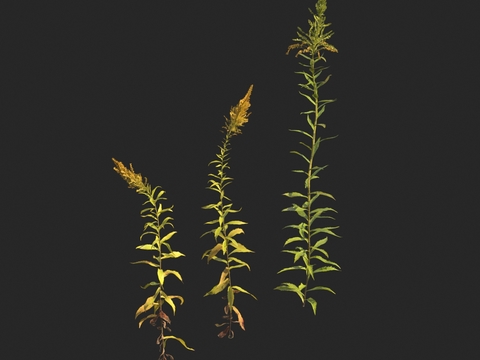 flowers, weeds, yellow flowers