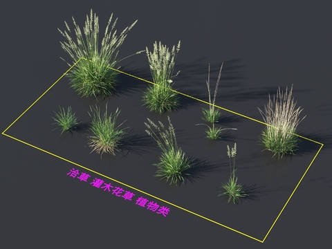 Shrubby grass