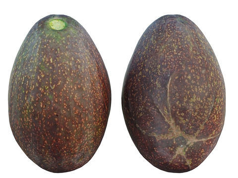 fruit avocado