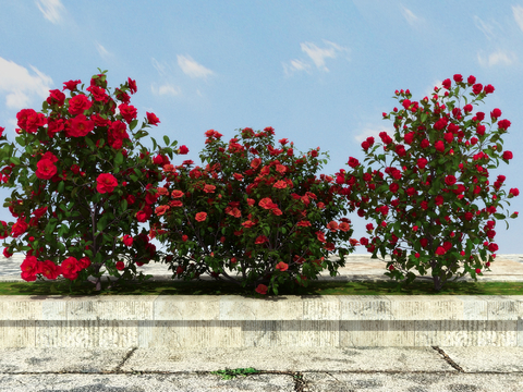 Climbing shrub rose