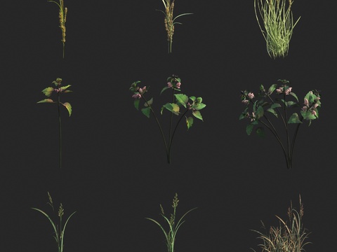 flowers weeds grass seedlings wheat