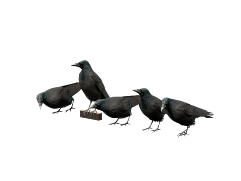 Modern Animals Birds Crow