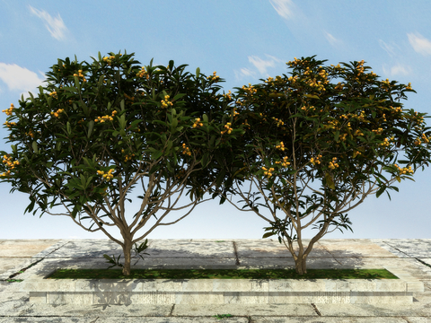 Loquat Tree Fruit Tree Yellow Pi Tree