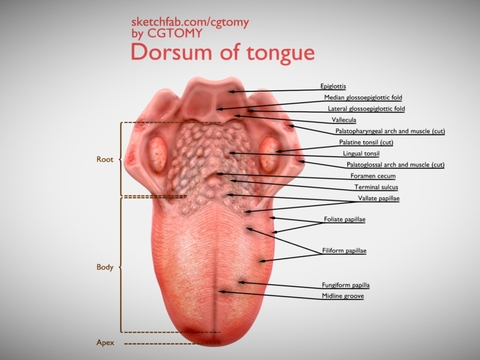 Stereogram of the back of the tongue of medical equipment