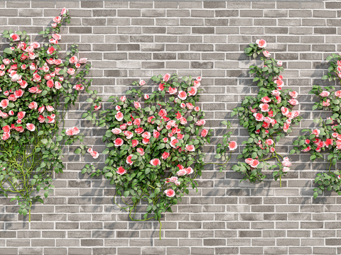 vine plant green plant flower wall