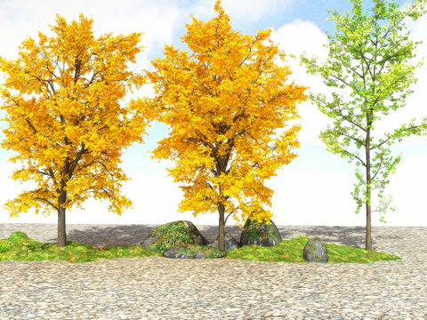 Big tree, yellow leaf tree, landscape tree