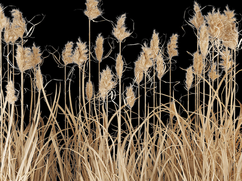 Modern Hay Dried Branches