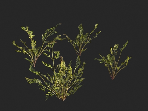 Crops Carrot Seedlings