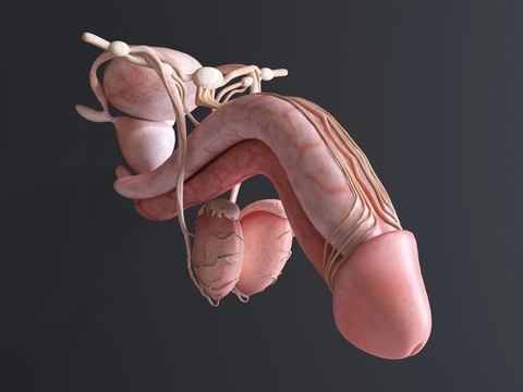 modern human organ genitalia