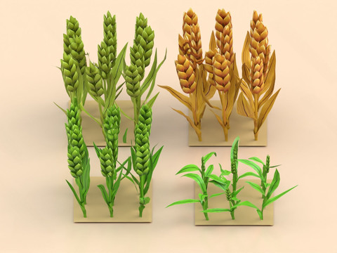 wheat spike rice rice grain grain crop wheat rice