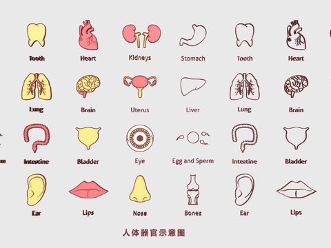 Human Organ Blood Vessel Heart Liver Lung Medical Structure Figure Flat Illustration