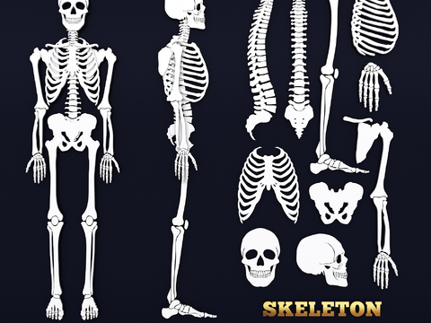 Human Skeleton Skull Spine Joint Medical Wall Chart Skeleton Structure Chart