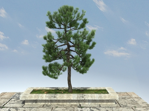 New Chinese Pine, Pine, Cedar, Pinus yunnanensis