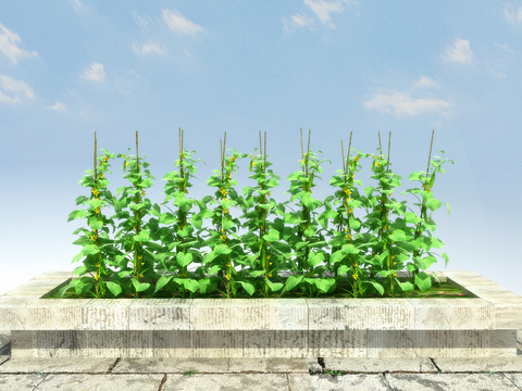 Crops Vegetable Seedlings Cucumber