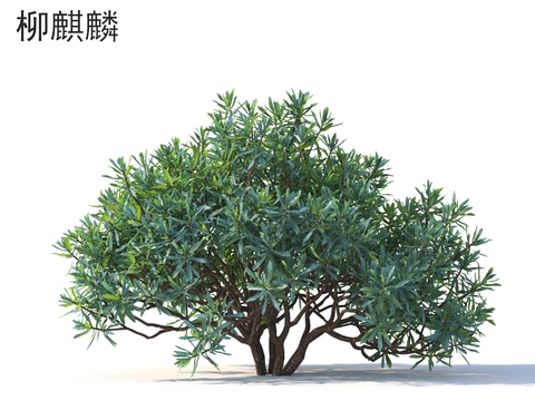 Willow Kirin Small Trees Trees Shrubs