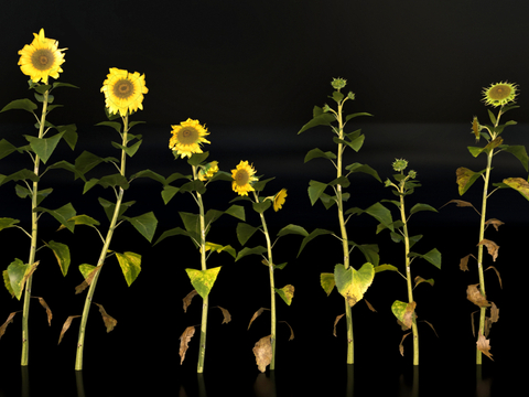 sunflower flowers plants