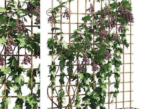 Vine Rack Vines