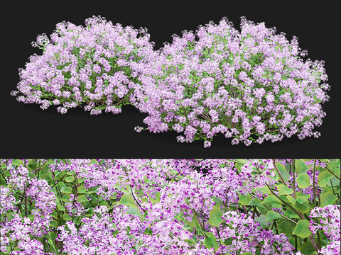 Lilac Busch Bushes